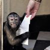 Video: Monkeys Are Collecting Brit Ballots In NYC